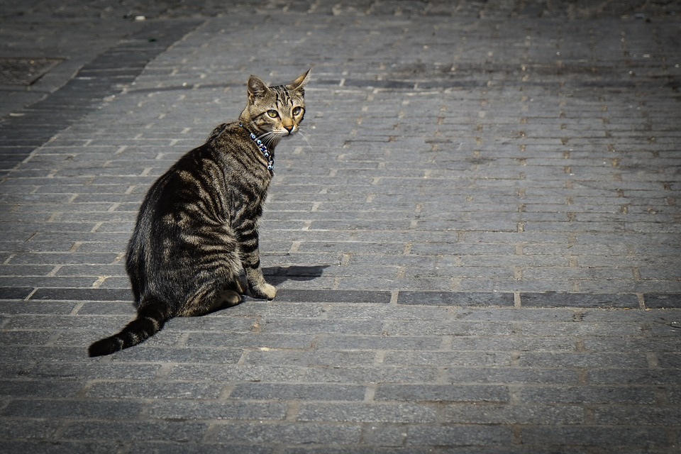 collier chat