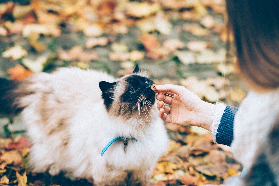 collier chat